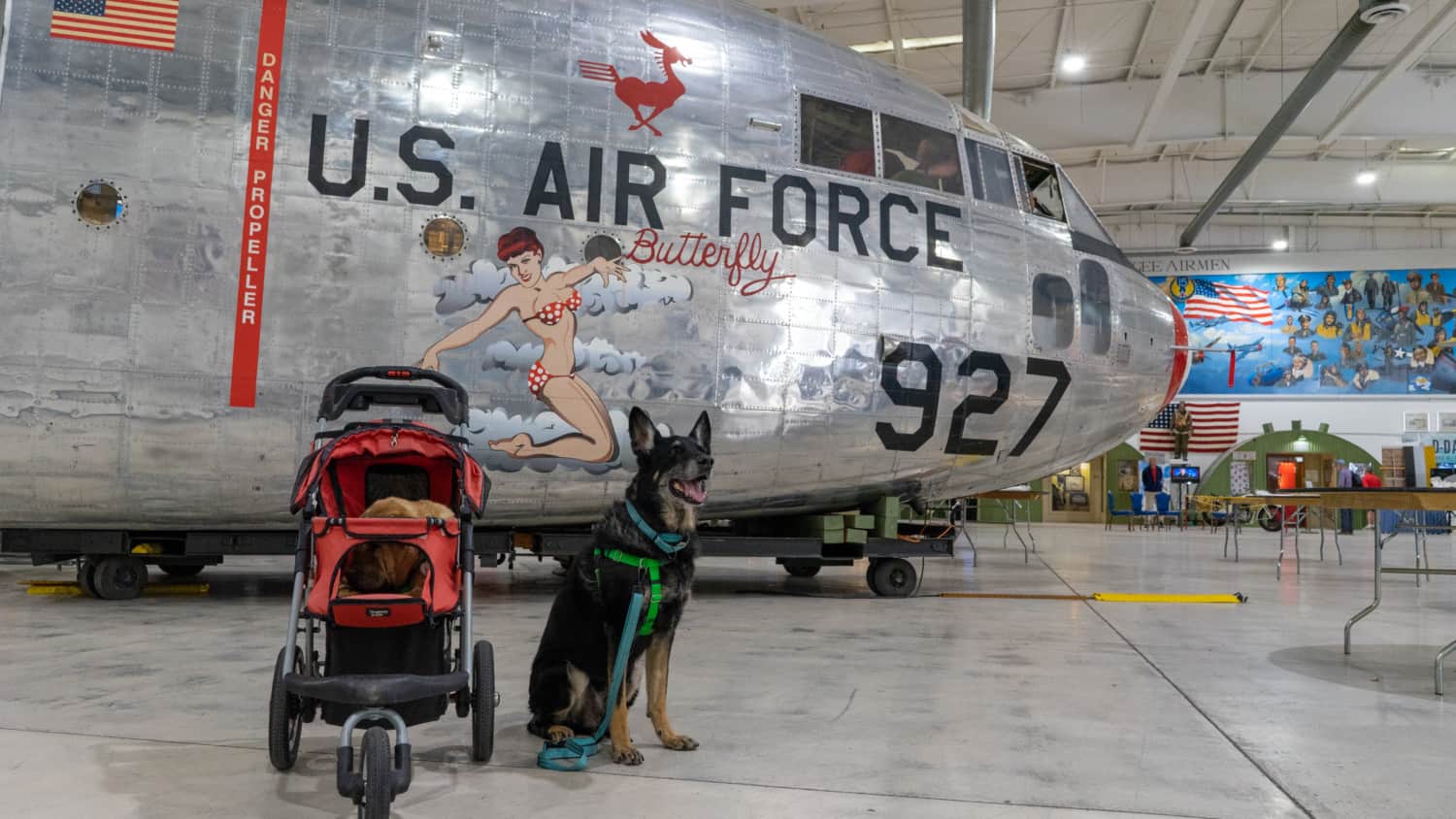 Ty and Buster, the GoPetFriendly.com dogs, in front of a plane at the pet friendly Palm Springs Air Museum in Palm Springs, CA