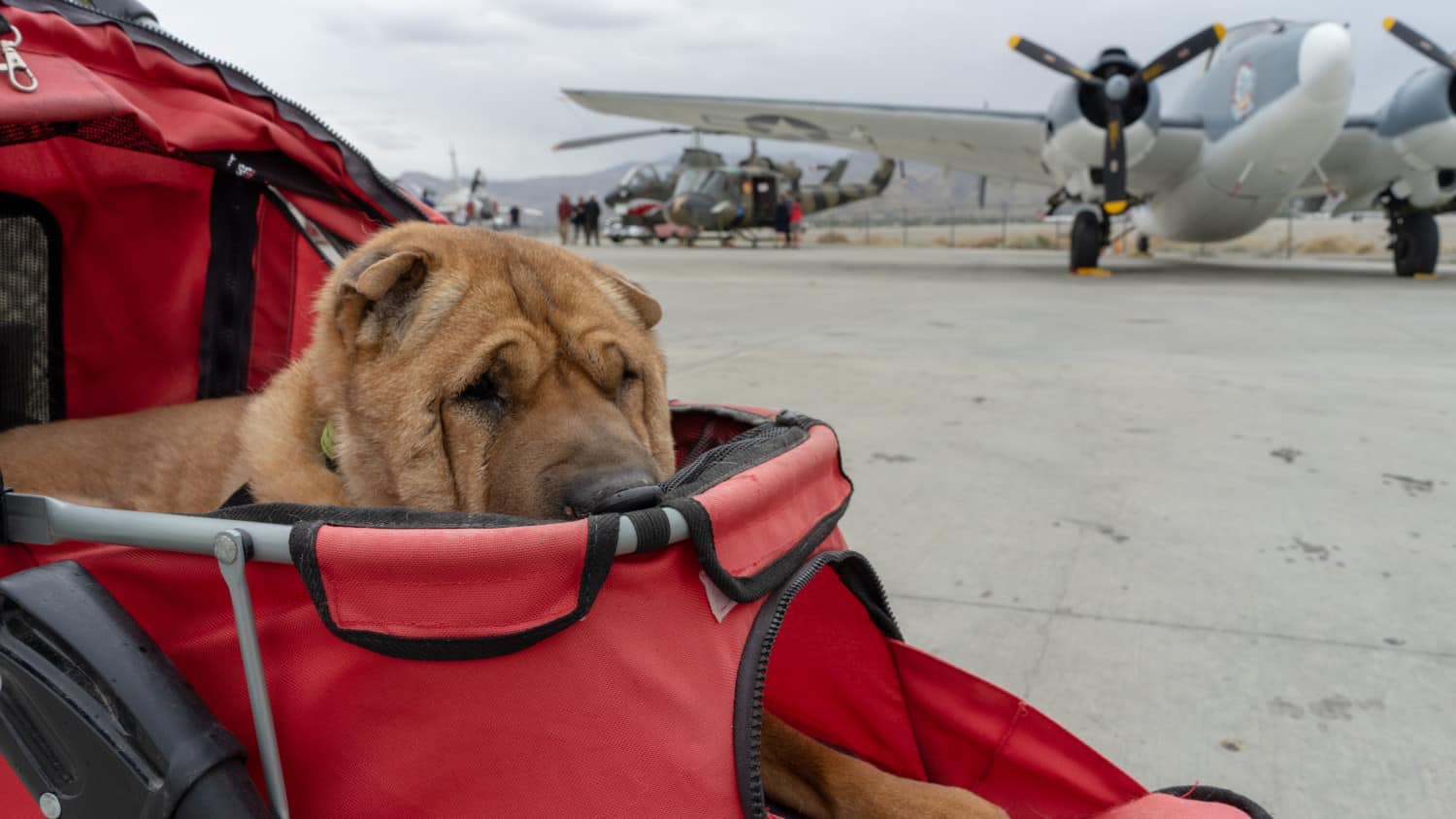 Ty, one of the GoPetFriendly.com dogs, in his stroller on the tarmac at the pet friendly Palm Springs Air Museum in Palm Springs, CA