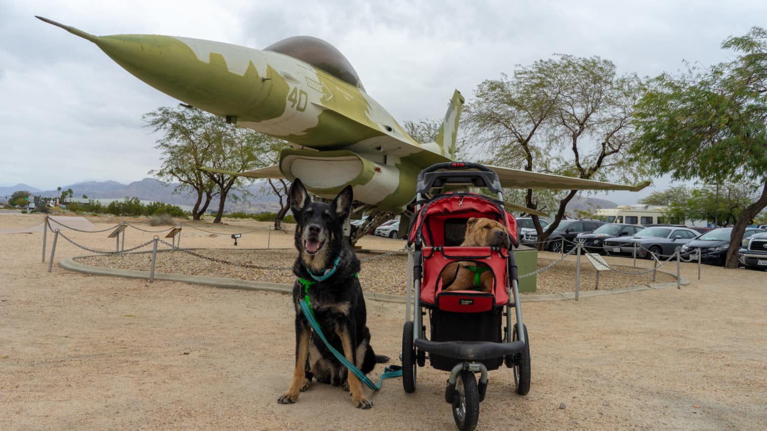 Ty and Buster, the GoPetFriendly.com dogs, in front of a plane at the pet friendly Palm Springs Air Museum in Palm Springs, CA