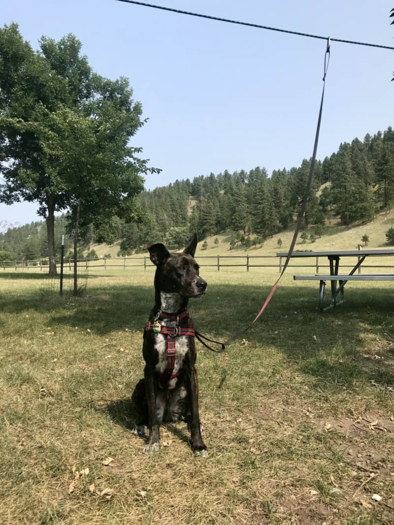 Brindle dog sitting in a campground on a zip line