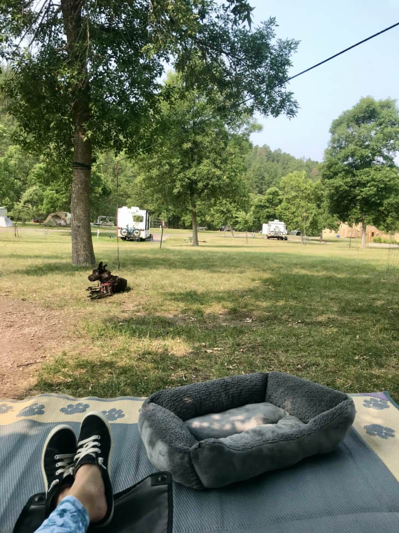 Brindle dog laying in the grass on a zip line at a campground