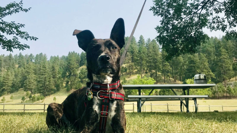 Brindle dog laying in the grass on a zip line at a campground