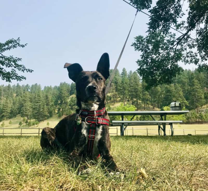 Brindle dog laying in the grass on a zip line at a campground