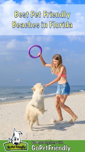 Girl and Golden Retriever Dog playing frisbee on a pet friendly beach in Florida