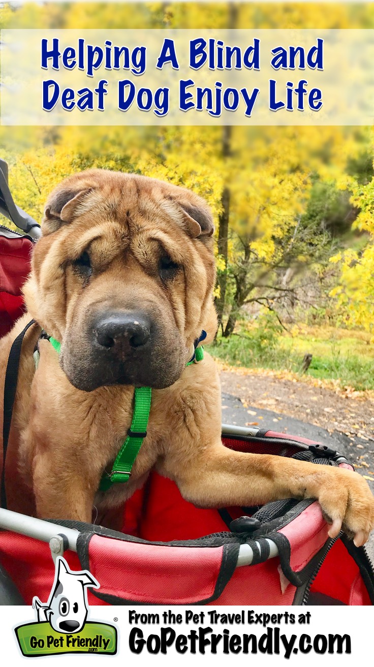 A blind and deaf Shar-pei dog in a stroller with yellow foliage in the background