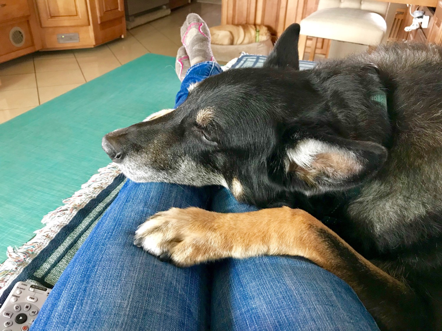 Buster the dog with arthritis cuddling on the sofa