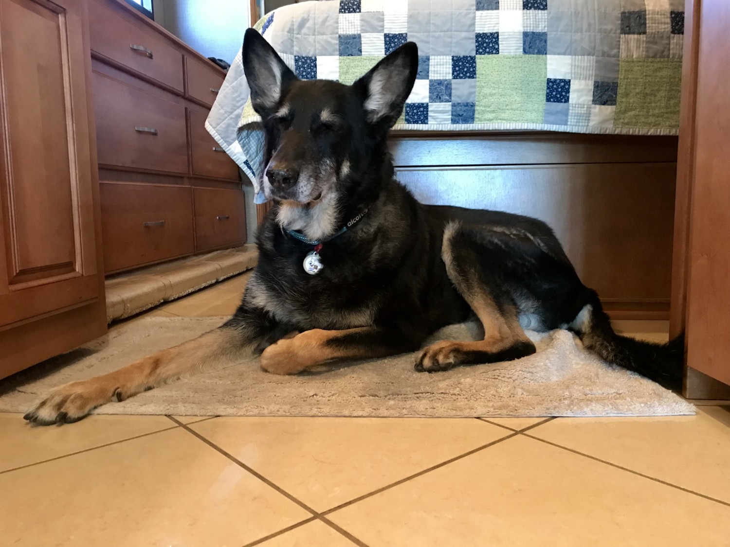 Buster the dog with arthritis laying on a soft mat at the foot of the bed with his eyes closed