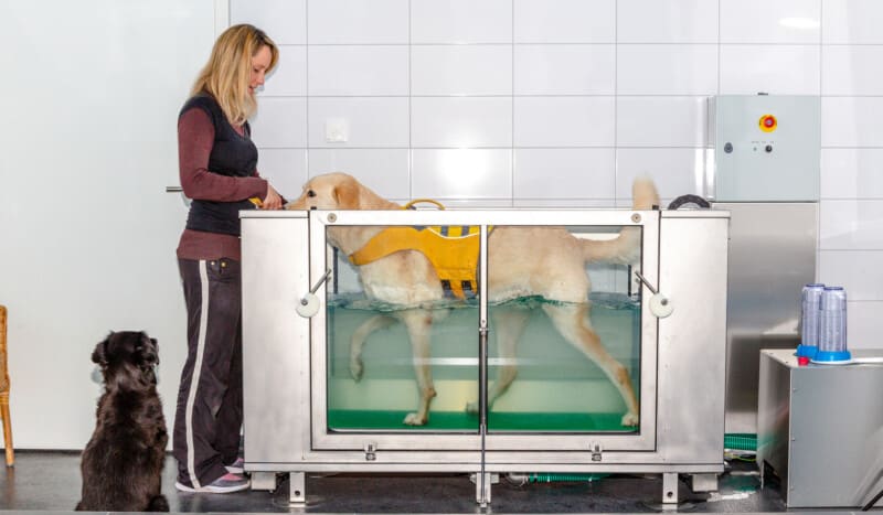 therapist and dog with arthritis during hydrotherapy in a water treadmill