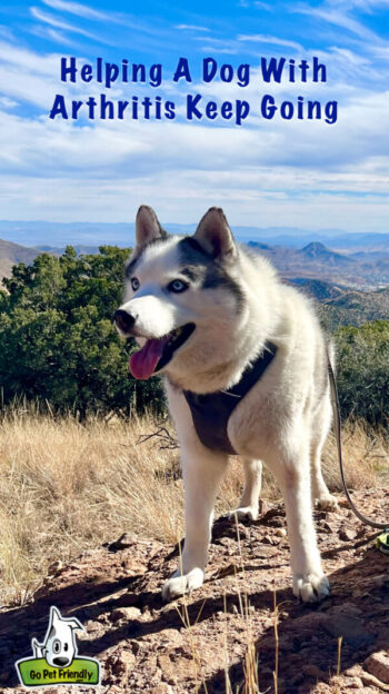 Happy white and grey Husky dog with arthritis on a dog friendly trail with a mountain view in the background