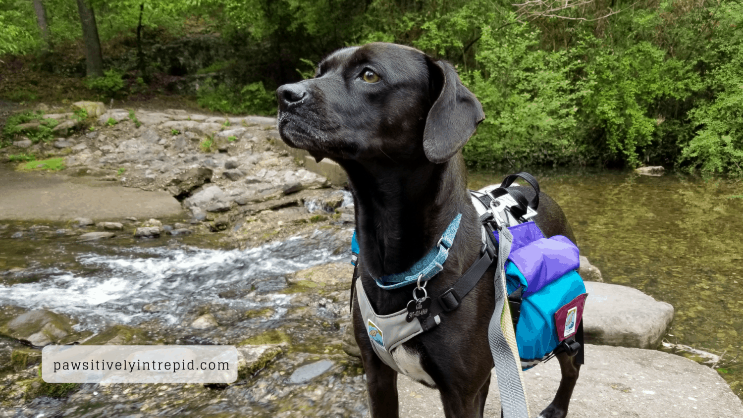 Dog standing near a creek at a pet friendly campground in Hot Springs National Park in Arkansas