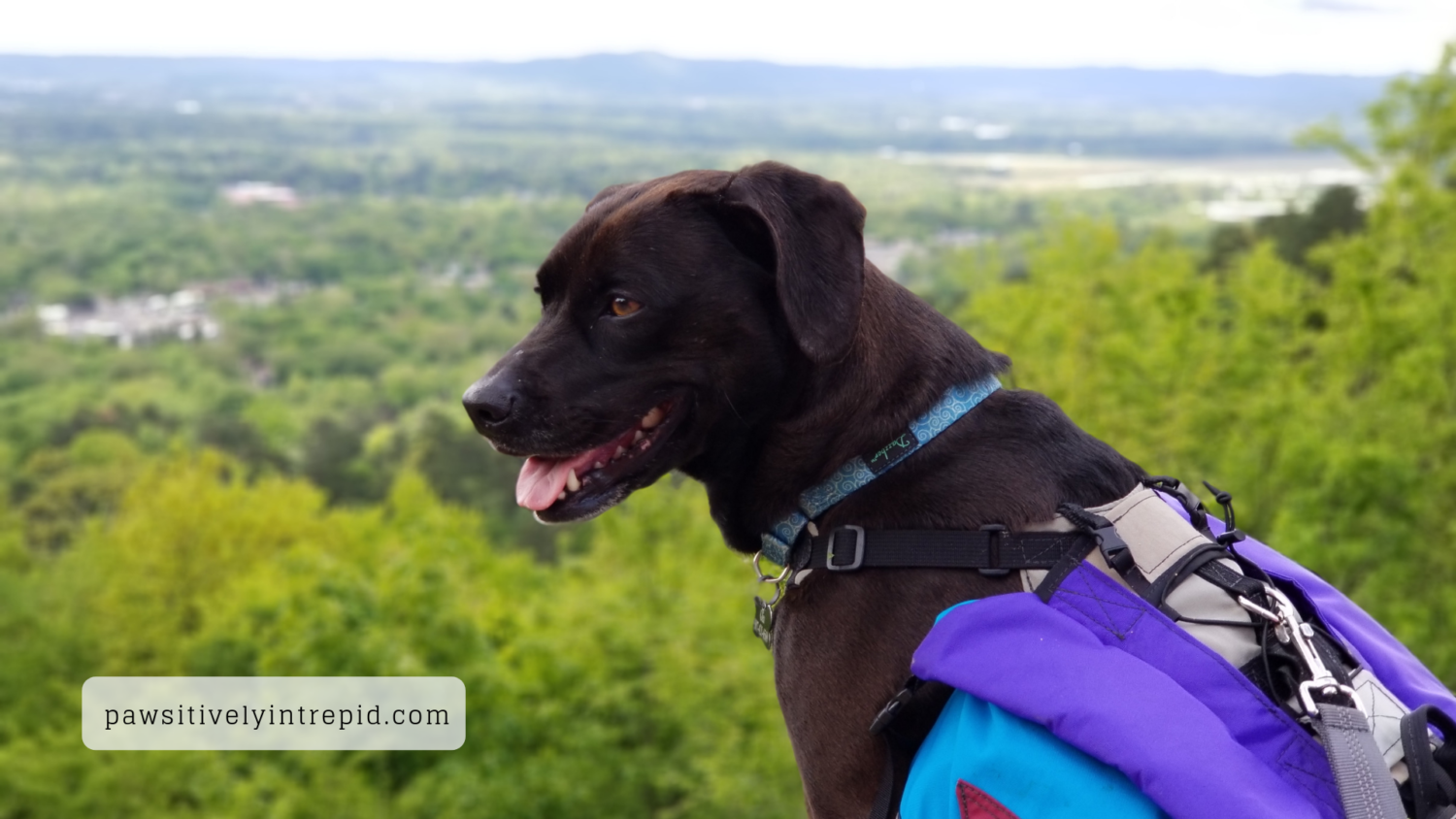 Dog at the Hot Springs Overlook in pet friendly Hot Springs National Park in Arkansas