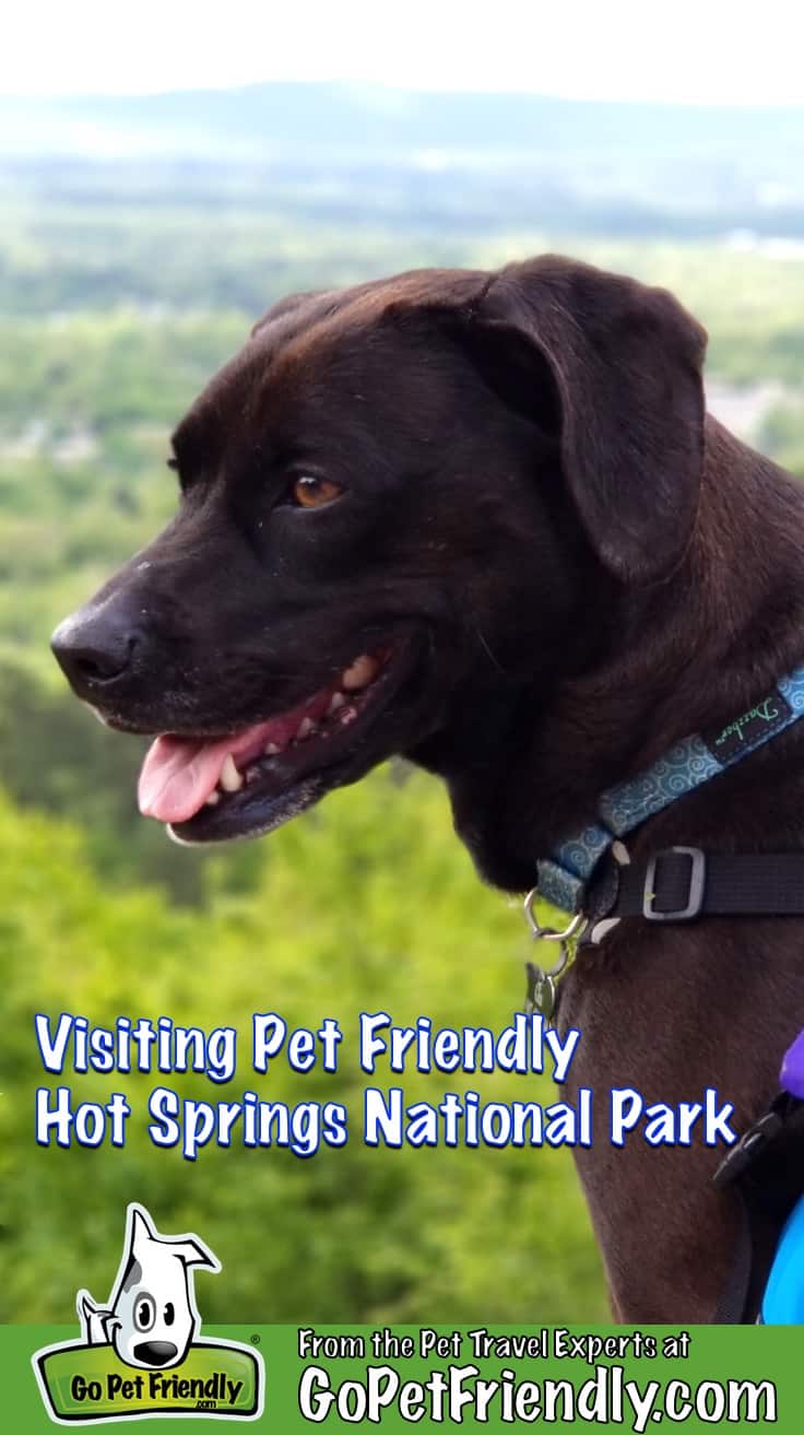 Chocolate Labrador dog at pet friendly Hot Springs National Park in Arkansas