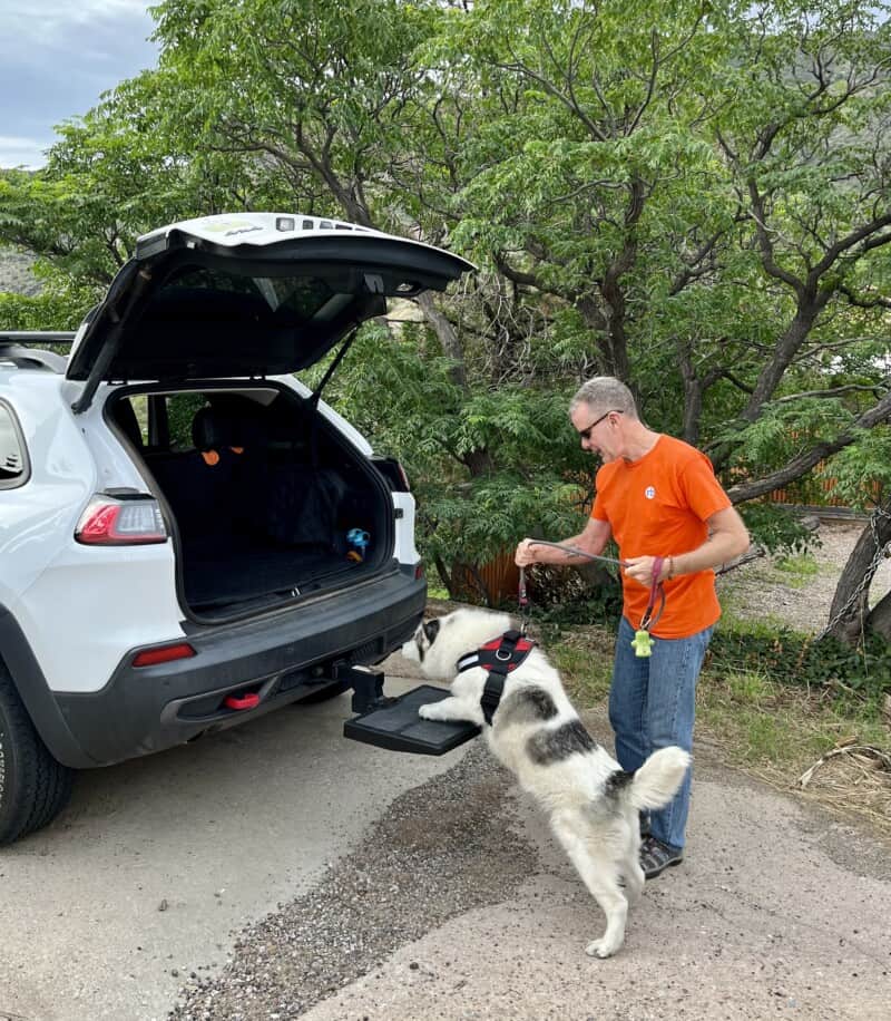 White and grey Husky dog with arthritis using a step to get into the back of a vehicle