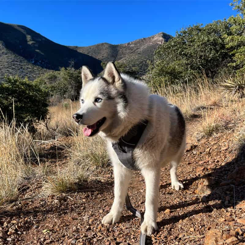 White and grey Husky dog with arthritis hiking on a desert trail