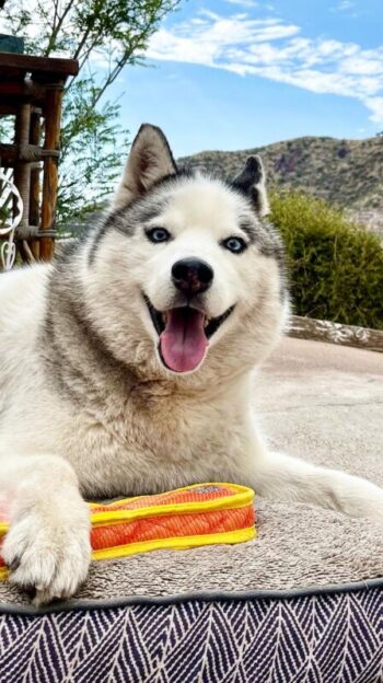 White and grey Husky dog with arthritis laying on an outdoor dog bed with an orange toy