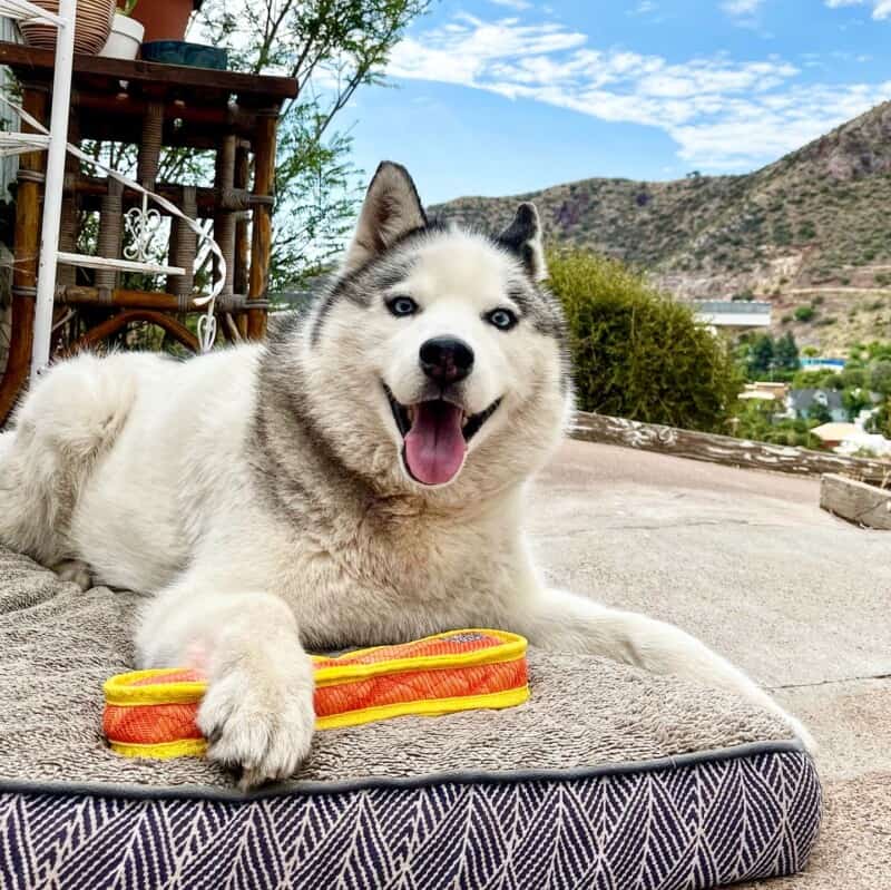 White and grey Husky dog with arthritis laying on an outdoor dog bed with an orange toy