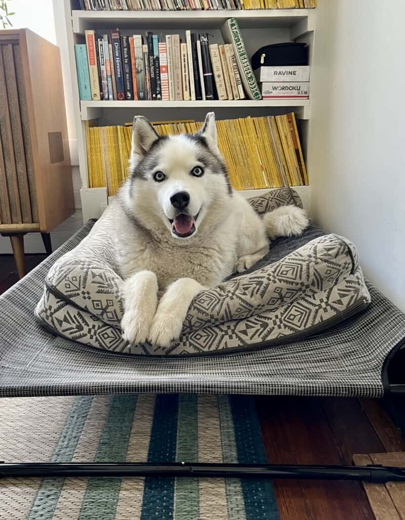 White and grey Husky dog with arthritis in a cushion dog bed on top of an elevated dog bed.