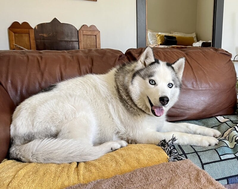 Happy white and grey Husky dog with arthritis laying on a sofa