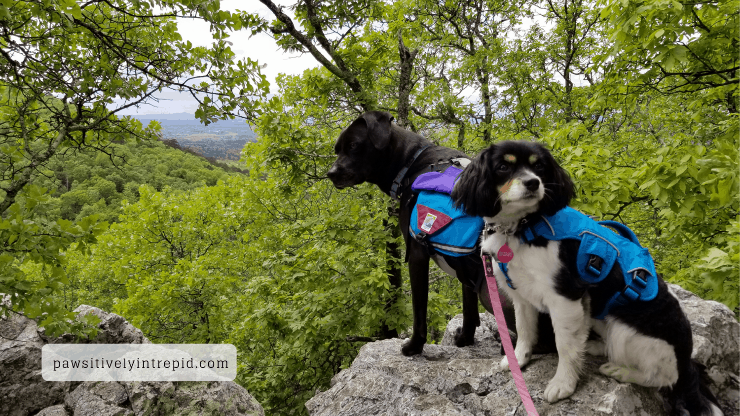 Dogs, Sasha and Glia, on the pet friendly Sunset Trail at Hot Springs National Park in Arkansas