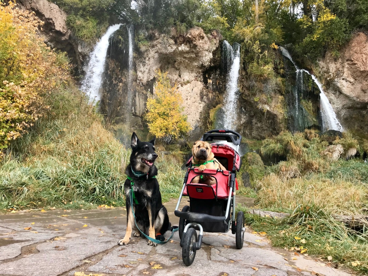 Buster and Ty, the GoPetFriendly.com dogs, on a pet friendly trail with waterfalls in the background