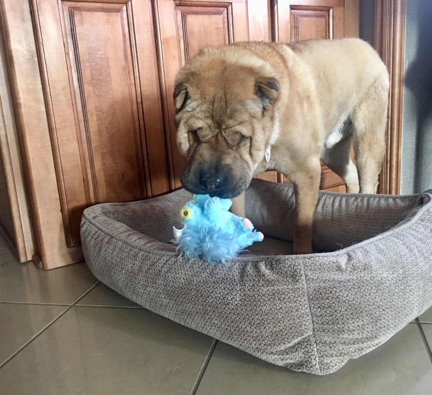 Ty the blind and deaf dog chewing on a toy from BarkBox in the GoPetFriendly.com Winnebago