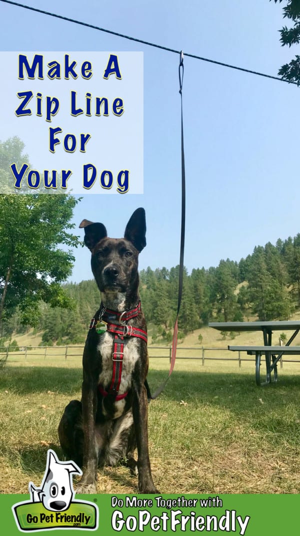 Brindle dog sitting in a campground on a zip line