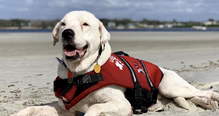 A white dog in a red life jacket lying on a pet-friendly beach in Florida