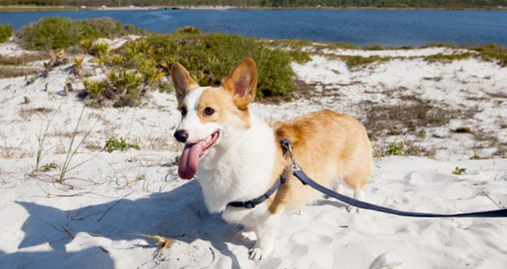 Corgi dog enjoying a dog friendly beach in Florida 