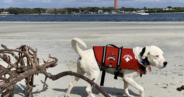 White dog in red life vest laying on the a pet friendly beach in Florida