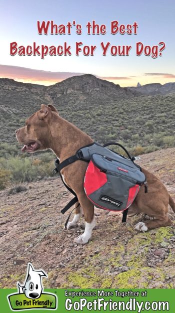Dog wearing a red backpack sitting on a hill with mountains in the background