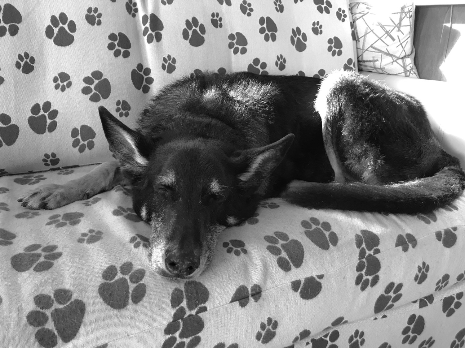 Buster the German Shepherd laying on the sofa