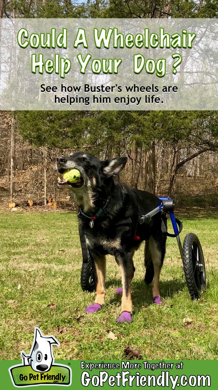 Buster in his dog wheelchair with a squeaky ball in his mouth