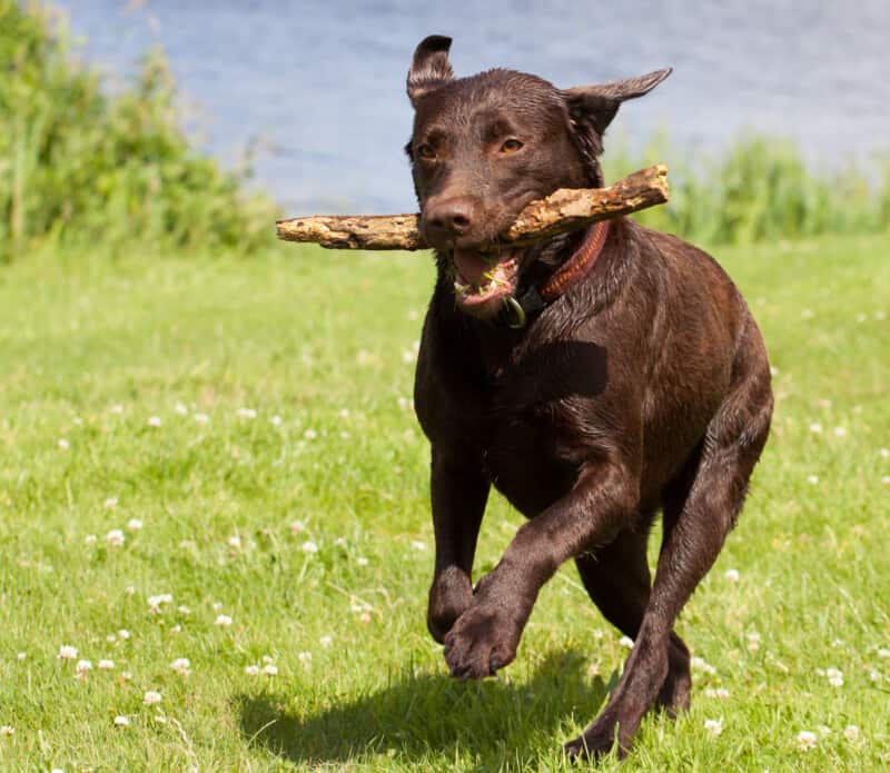 Een bruine labrador die met een stok in zijn mond door een grasveld rent