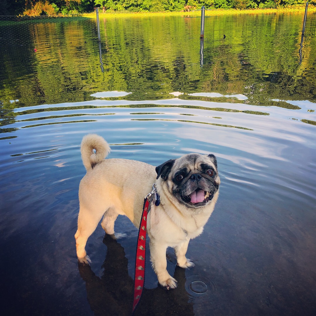 Boogie the Pug at the dog beach in Prospect Park, New York City