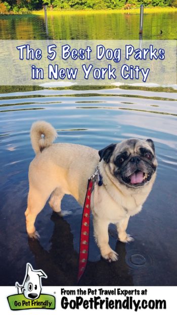 Boogie the Pug at the dog beach in Prospect Park, New York City