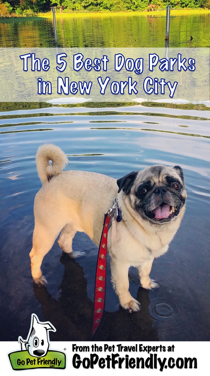 Boogie the Pug at the dog beach in Prospect Park, New York City