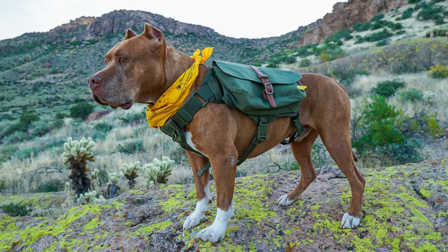 Best Dog Backpack Harness To Wear