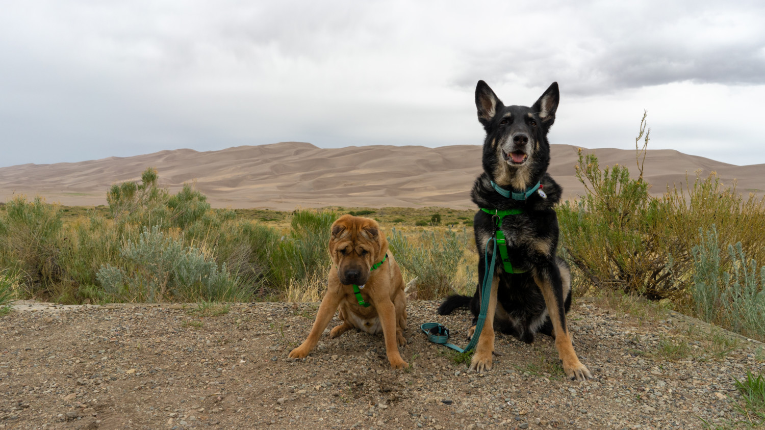 Ty and Buster, the GoPetFriendly.com dogs, posing at pet friendly Great Sand Dunes National Park