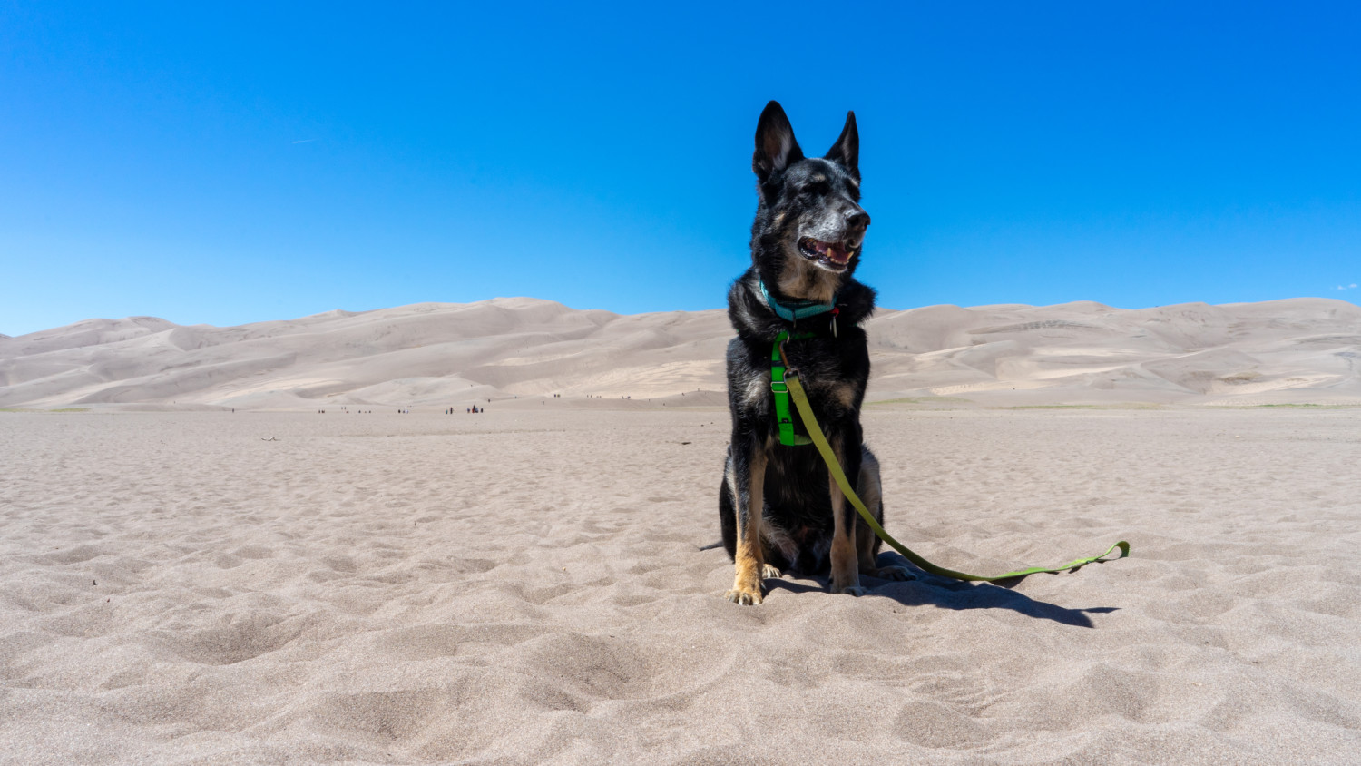Buster the German Shepherd at pet friendly Great Sand Dunes National Park in Colorado