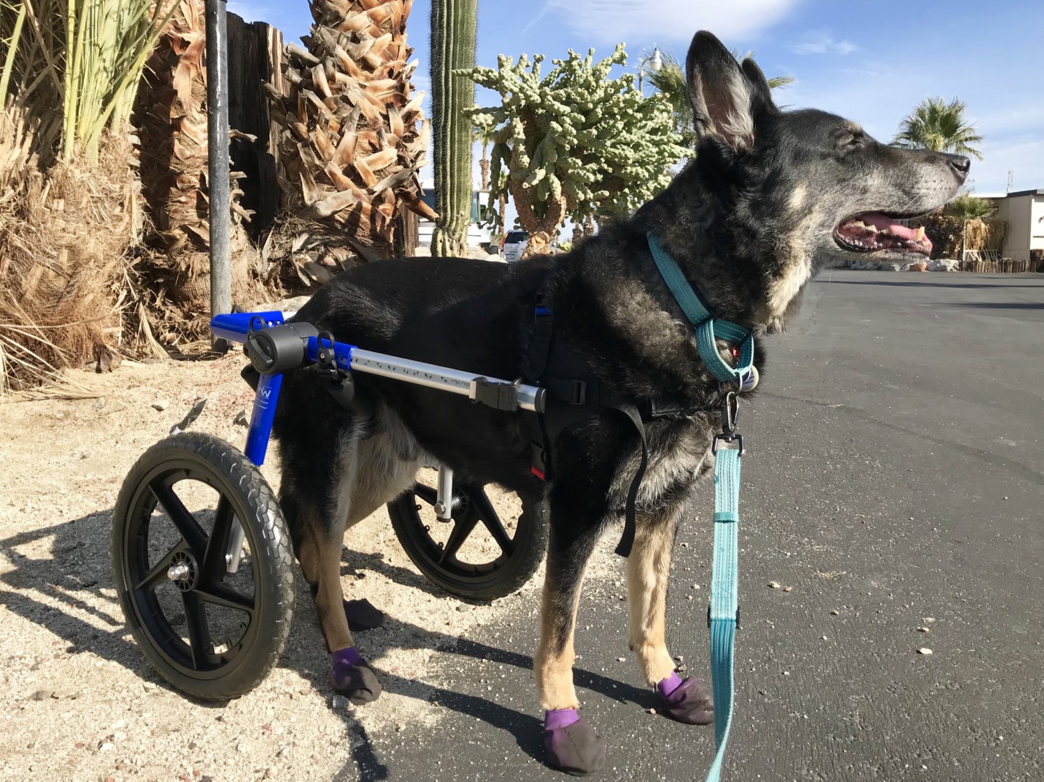 Buster the German Shepherd in his dog wheelchair in a campground