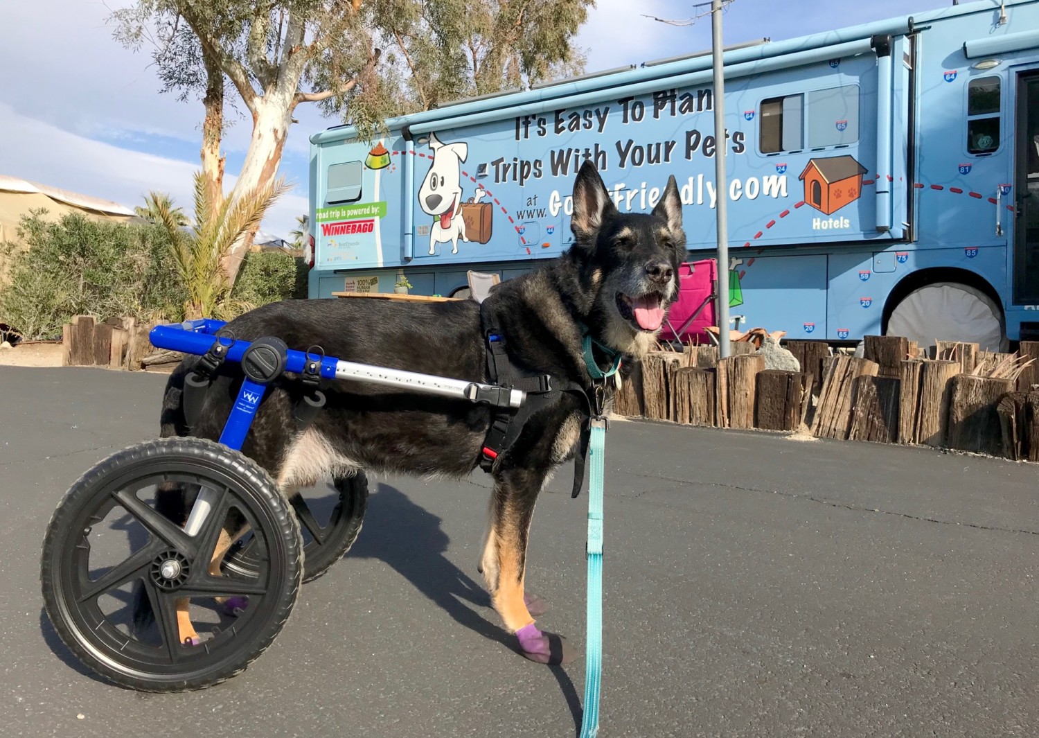 Buster the German Shepherd posing in front of the GoPetFriendly.com Winnebago in his dog wheelchair