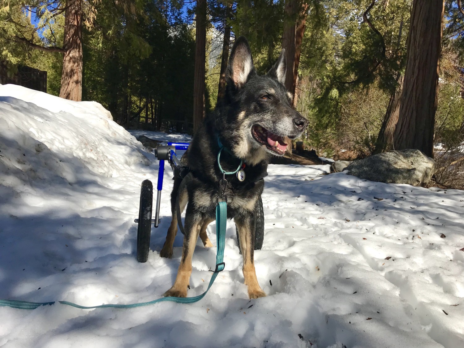 Buster de Duitse herder in zijn hondenrolstoel in de sneeuw