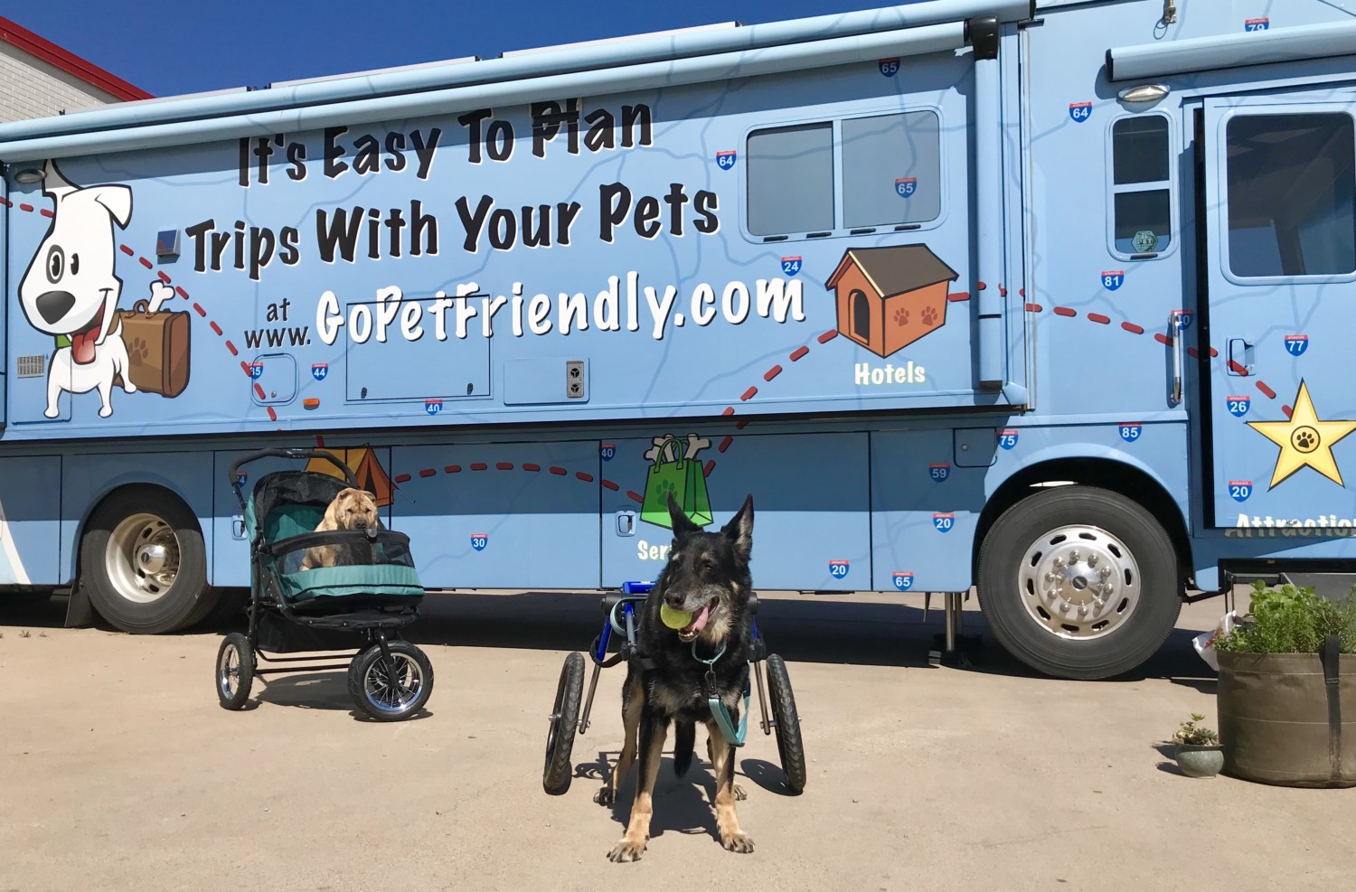 Buster the German Shepherd playing fetch in his doggy wheelchair