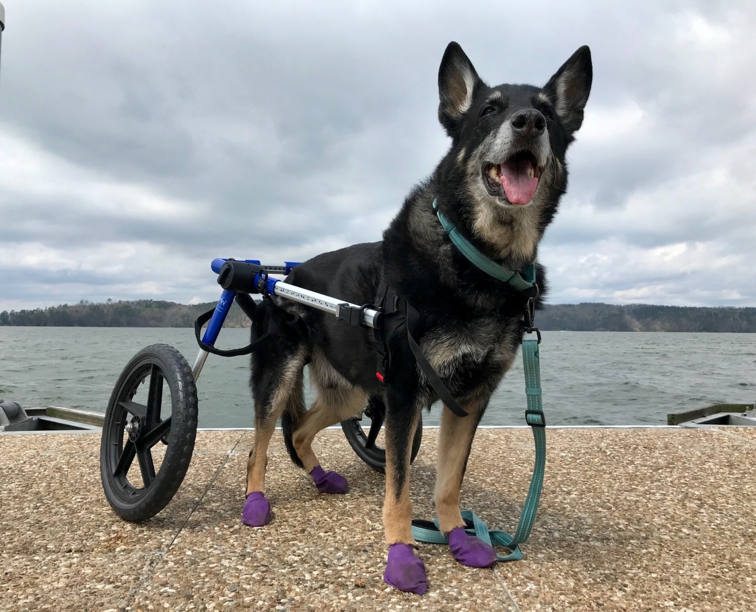 Buster the German Shepherd in his Walkin' Wheels Dog Wheelchair at Lake Guntersville State Park in AL