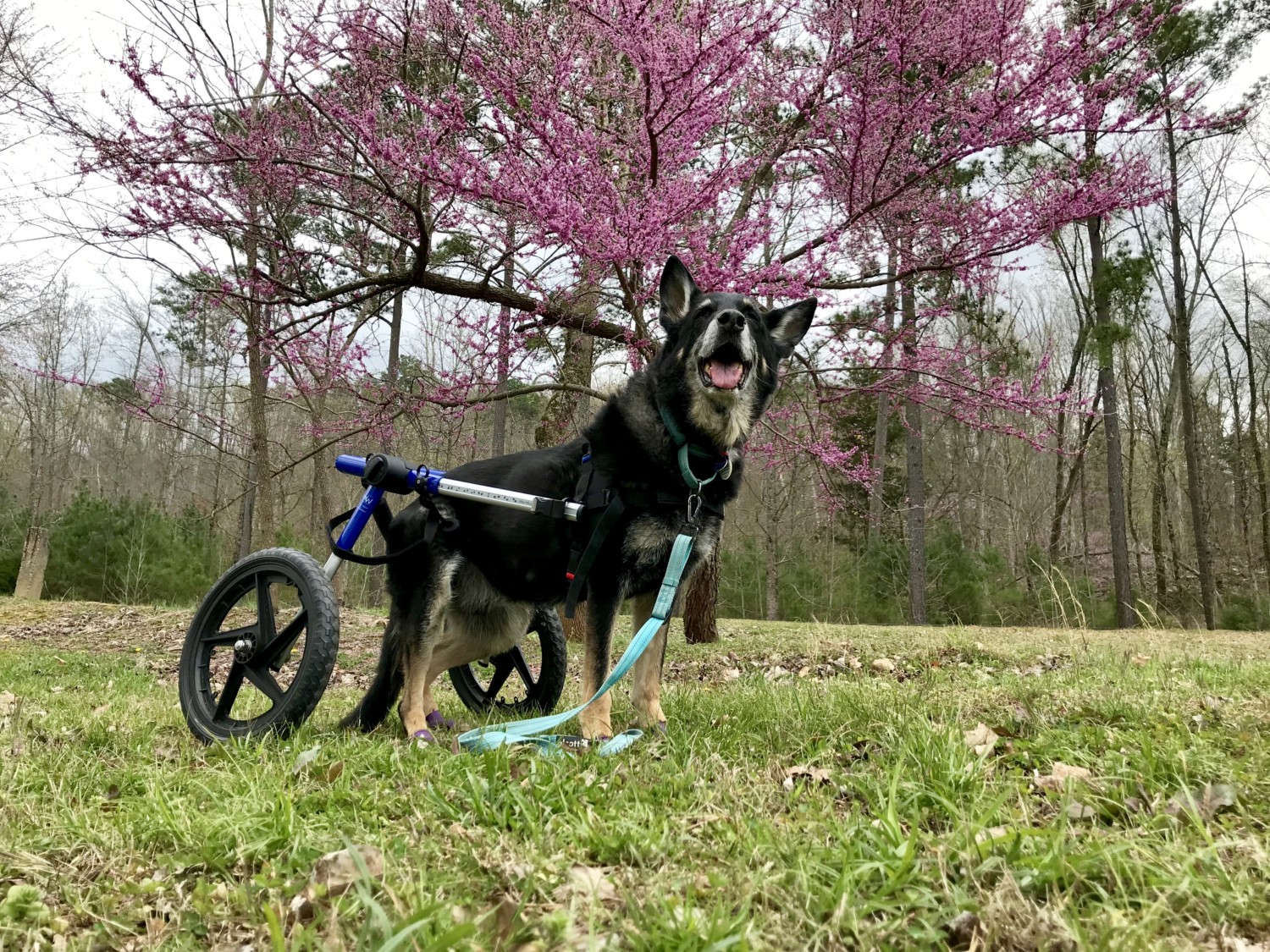 Buster the German Shepherd in his dog wheelchair on a pet friendly trail