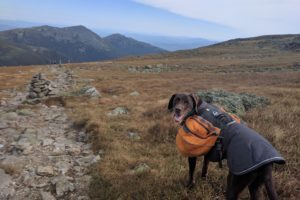 Toby the dog hiking the pet friendly Appalachian Trail in New Hampshire