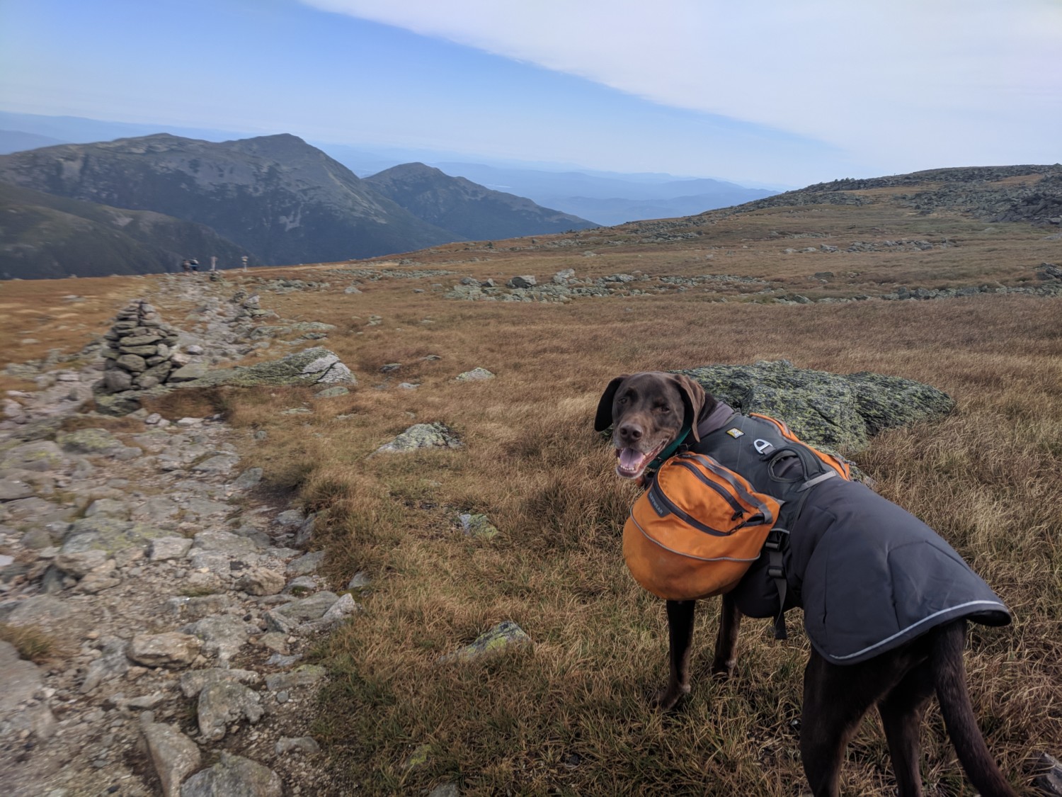 Toby the dog hiking the pet friendly Appalachian Trail in New Hampshire