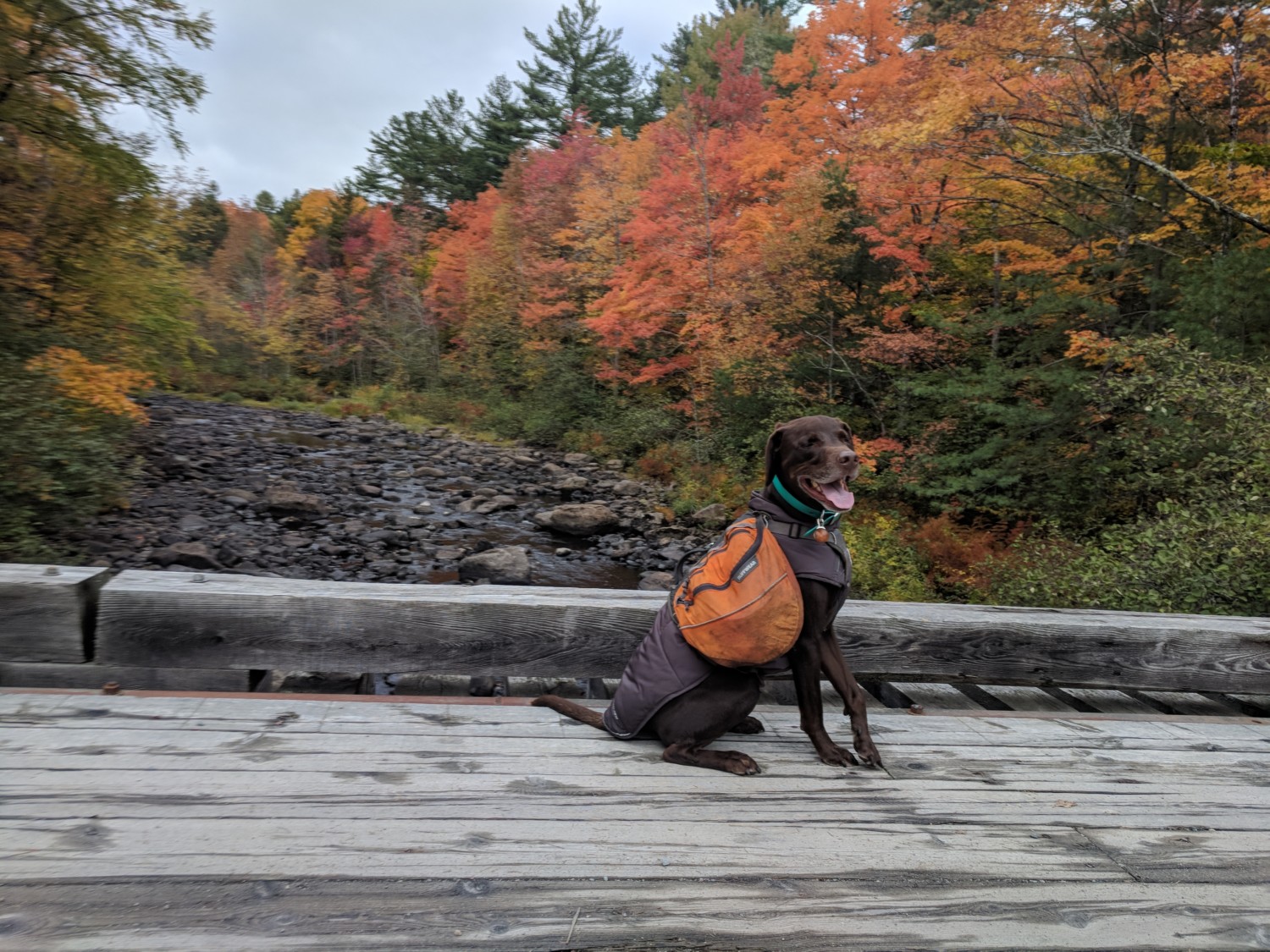 Toby the dog hiking the pet friendly Appalachian Trail in Maine