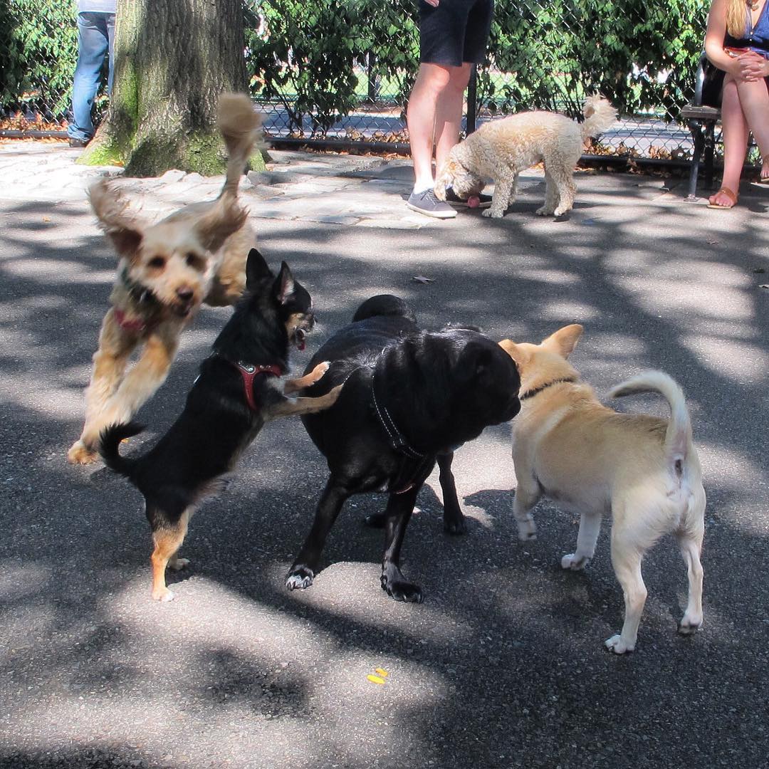 Boogie the Pug playing with other dogs at a dog park in New York City