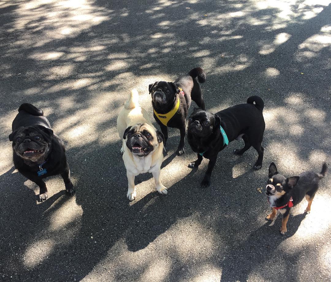 Boogie the Pug at a dog park in New York City